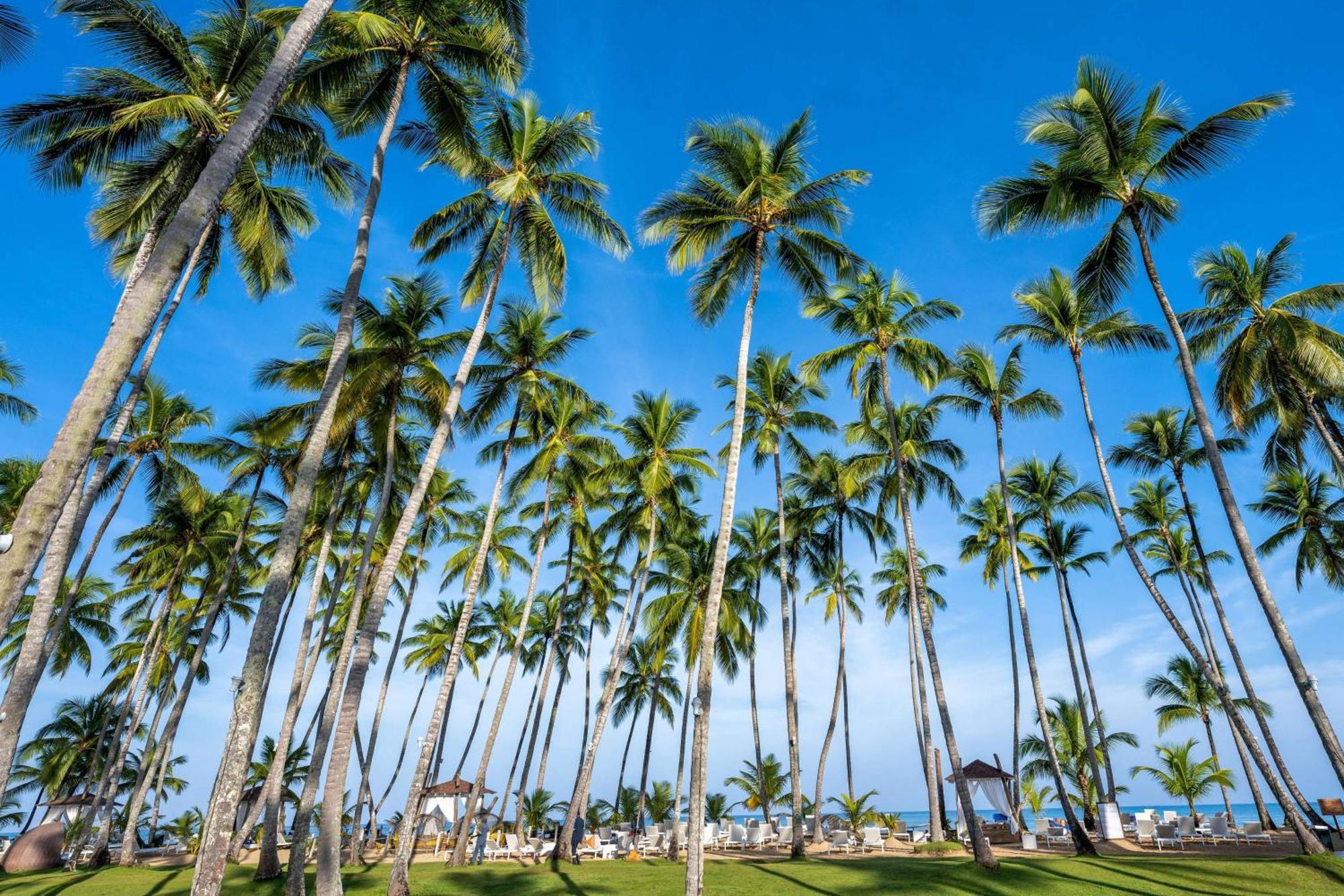 Viva V Samana By Wyndham, A Trademark Adults All Inclusive Las Terrenas Bagian luar foto Palm trees in Punta Cana